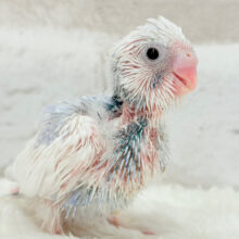 目ヂカラたっぷり♡淡色ちゃん♡セキセイインコ(パイド) ヒナ