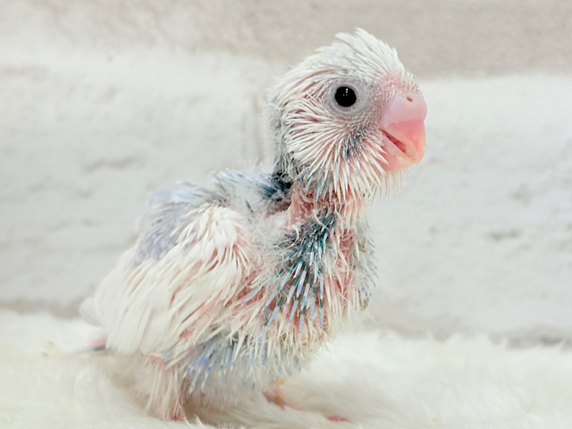 目ヂカラたっぷり♡淡色ちゃん♡セキセイインコ(パイド) ヒナ