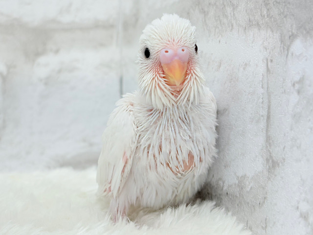 わた毛天使現る🐣💓セキセイインコ(ダブルファクター) ヒナ