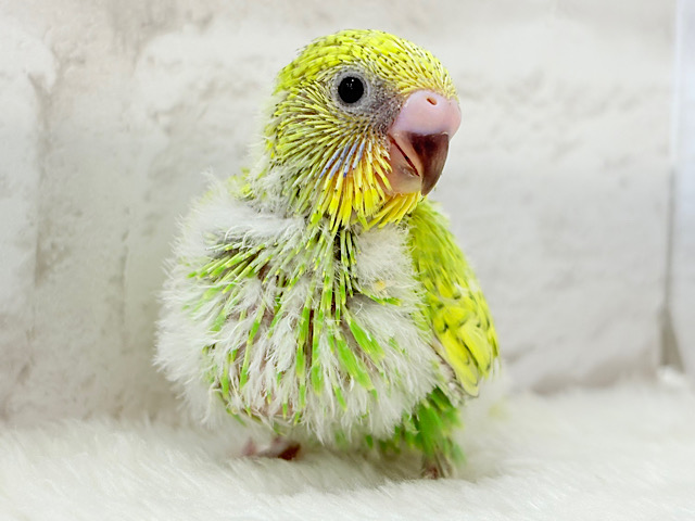 ソノウぷっくぷく( ♡´³`)σセキセイインコ(スパングル) ヒナ