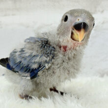 わた毛まみれ♡ヒナヒナベイビー🐣💜コザクラインコ(バイオレット) ヒナ