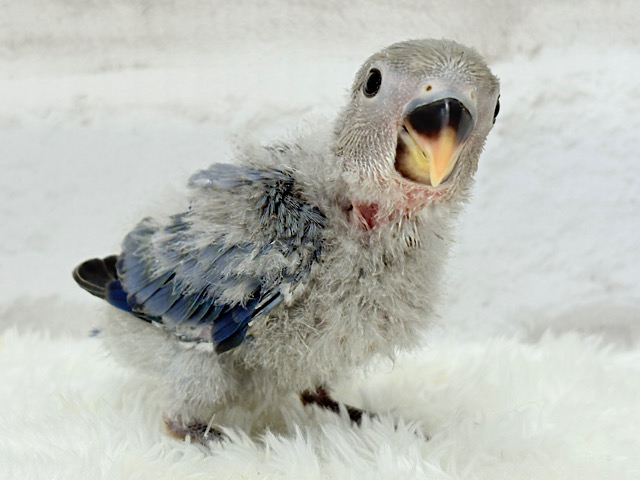 わた毛まみれ♡ヒナヒナベイビー🐣💜コザクラインコ(バイオレット) ヒナ