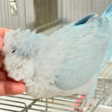 【最新画像・動画更新🪄】甘々ちゃん来ました♡♡♡オキナインコ(ブルーオパーリン)