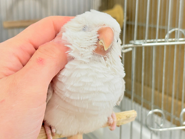 【最新画像更新🪄】慎重派だけど甘ったれ〜🧚‍♀️💖オキナインコ(コバルトパリドオパーリン) ヒナ