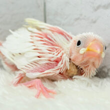 ふわふわ真っ白になる日を夢見て🐣🪅💫白文鳥 ヒナ