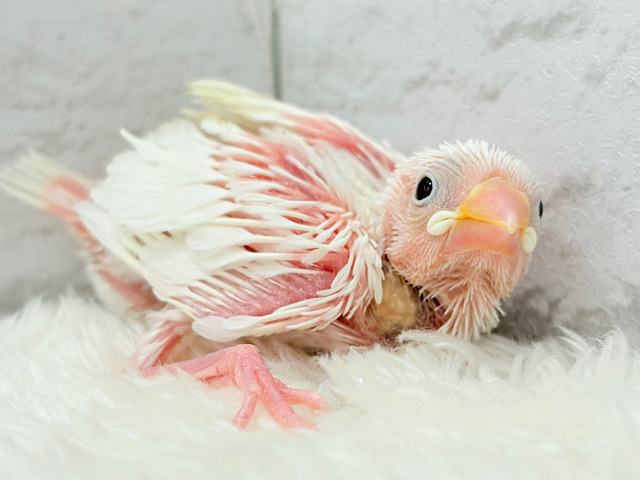 ふわふわ真っ白になる日を夢見て🐣🪅💫白文鳥 ヒナ
