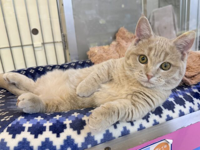 メロメロ注意❣️やんちゃなベタ慣れ君💗短足🐾マンチカンの男のコきました💫