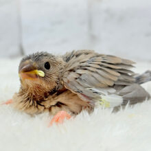 再来🐣🪅人気カラーのベビちゃん🍬アゲイト文鳥 ヒナ