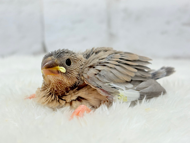 再来🐣🪅人気カラーのベビちゃん🍬アゲイト文鳥 ヒナ