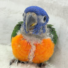 ハッピー！ラッキー！！キラキラバード🦜🪅ゴシキセイガイインコ ヒナ