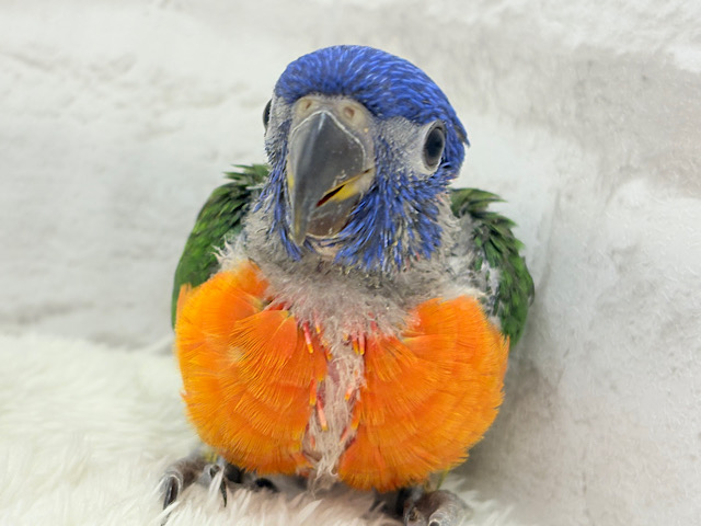 ハッピー！ラッキー！！キラキラバード🦜🪅ゴシキセイガイインコ ヒナ