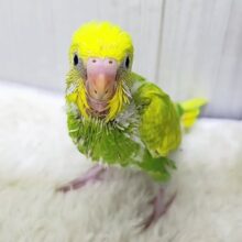 えだまめカラー🫛のセキセイインコのヒナ(グリーンスパングル)入荷しました♡