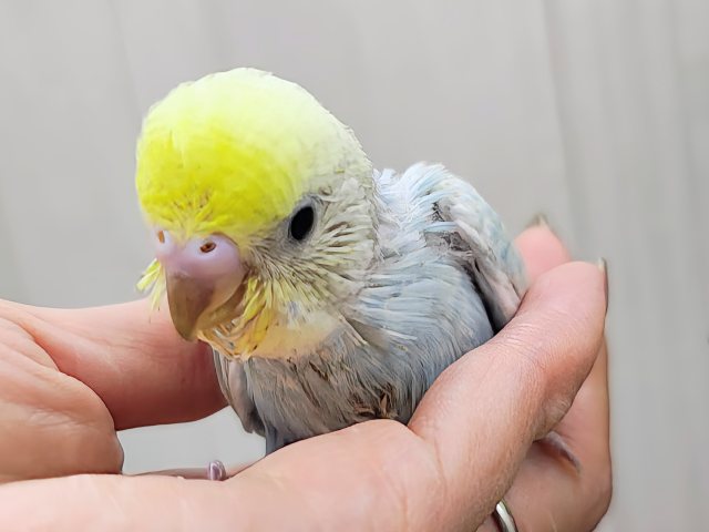 ベビーフェイス👶♡のセキセイインコ(パステルレインボーパイド)のヒナ入荷しました❤️