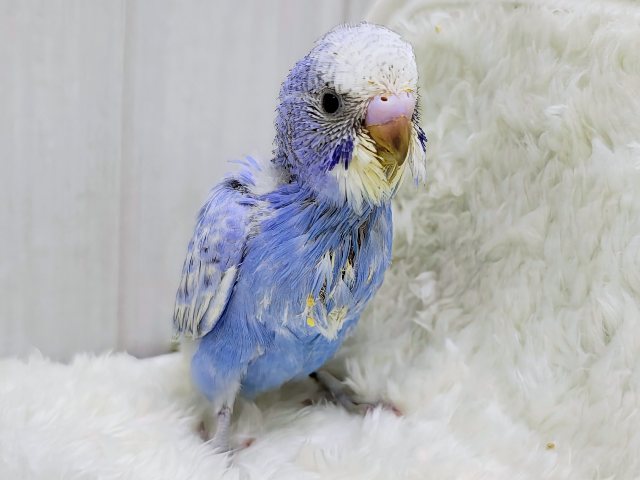 ブルーハワイみたいに鮮やか💙セキセイインコのヒナ(ブルースパングル)入荷しました❤️