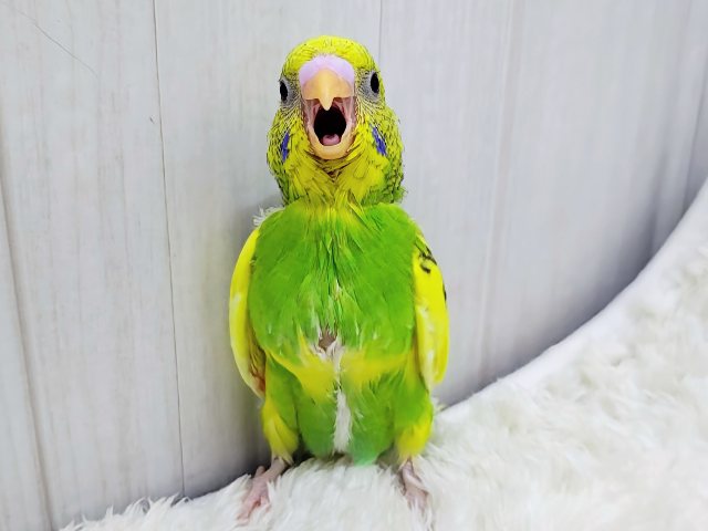 表現力高め︎💕︎︎セキセイインコのヒナ(グリーンパイド)入荷しました❤️