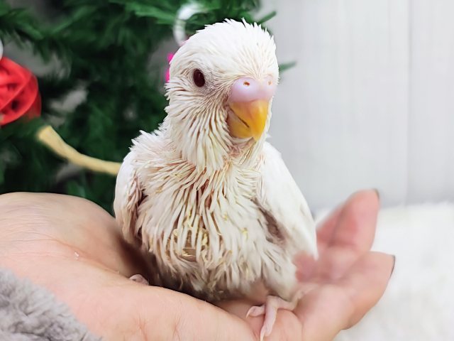 真っ白なスノーマジック✨セキセイインコのヒナ(アルビノ)入荷しました❤️