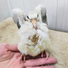 愛情込めて育ててね♥ジュズカケバトって馴れるんだよ？♡