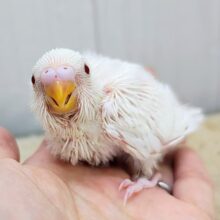 ふわふわマシュマロ☁のセキセイインコのヒナ(アルビノ)入荷しました❤️
