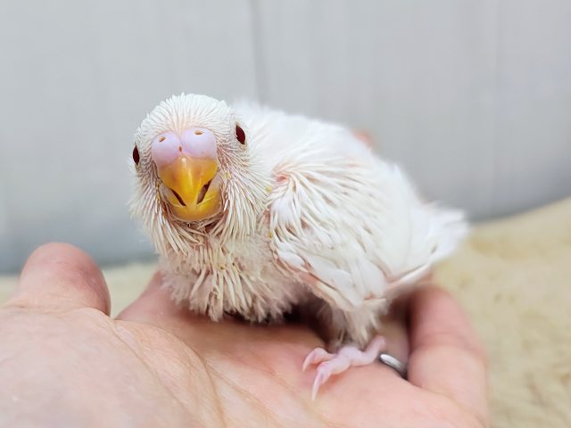 ふわふわマシュマロ☁のセキセイインコのヒナ(アルビノ)入荷しました❤️