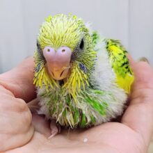 もっふもふのわた毛に包まれた〜い♡セキセイインコのヒナ(グリーンパイド)入荷しました❤️