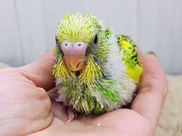 もっふもふのわた毛に包まれた〜い♡セキセイインコのヒナ(グリーンパイド)入荷しました❤️
