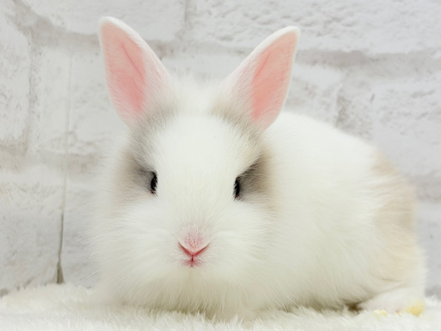 ふわふわ🫧むっちり🐰🤍ジャージーウーリー(男の子)