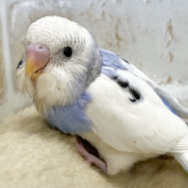 ちょこっと模様が可愛いね💓　セキセイインコ（ブルーパイド）