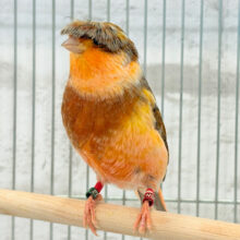 個性的なおカッパちゃん🐥🥒グロスターカナリア(男の子)