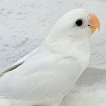 【最新画像更新🪄もうすぐひとり餌‪☆】角度で色が変わる！？不思議ちゃん🐣🫧コザクラインコ(ダイリュートモーブシナモンバイオレットオパーリン) ヒナ