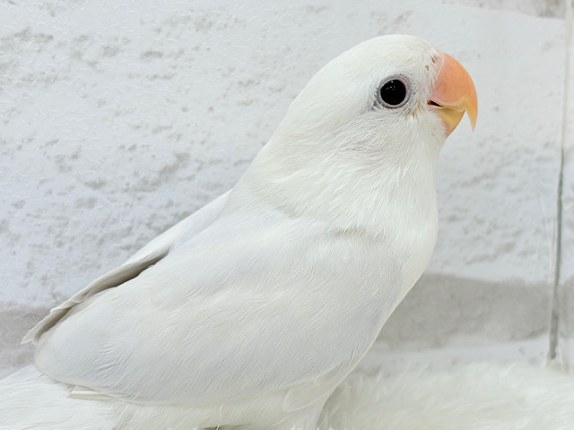 【最新画像更新🪄もうすぐひとり餌‪☆】角度で色が変わる！？不思議ちゃん🐣🫧コザクラインコ(ダイリュートモーブシナモンバイオレットオパーリン) ヒナ