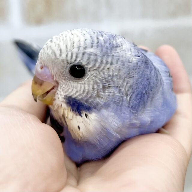 アメジストの輝き💎💜✨　セキセイインコ（バイオレットオパーリン）