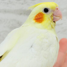 【最新画像更新🪄】オカメ界の人気者~♩♩オカメインコ(ルチノー) ヒナ