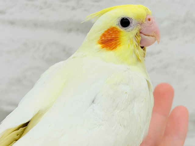 【最新画像更新🪄】オカメ界の人気者~♩♩オカメインコ(ルチノー) ヒナ