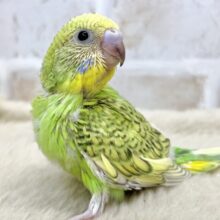 濃いめがカッコいい〜💚🎶　セキセイインコ（グリーンスパングル）
