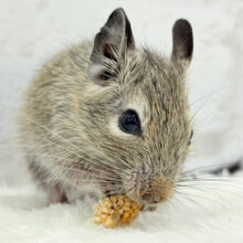 透明感いっぱいの大きなおめめ🐭🫧デグー(ノーマル) 女の子