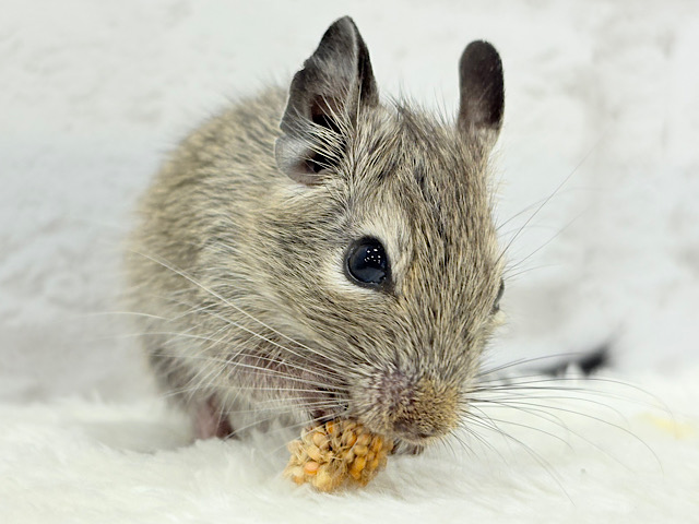 透明感いっぱいの大きなおめめ🐭🫧デグー(ノーマル) 女の子