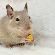 走って、食べて、元気もりもり‪☆デグー(ブルー) 女の子