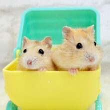 GO！GO！！プリンコンビ🐹🍮イエロープディングハムスター(女の子)