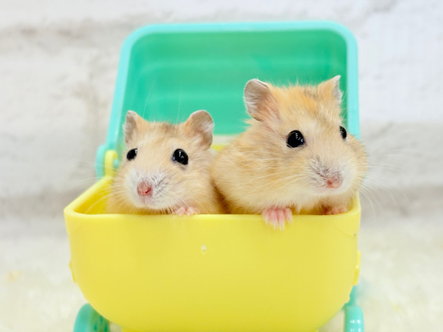 GO！GO！！プリンコンビ🐹🍮イエロープディングハムスター(女の子)