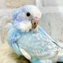 しゅわしゅわラムネちゃん🫧🩵　セキセイインコ（ブルースパングル）