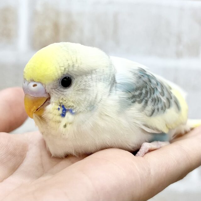 ウロコ模様がオシャレさん🐟🎶　セキセイインコ（パステルレインボーパイド）