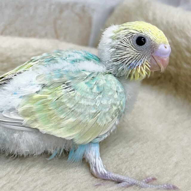 グラデーションカラー🩵💚💛　セキセイインコ（パステルレインボー）