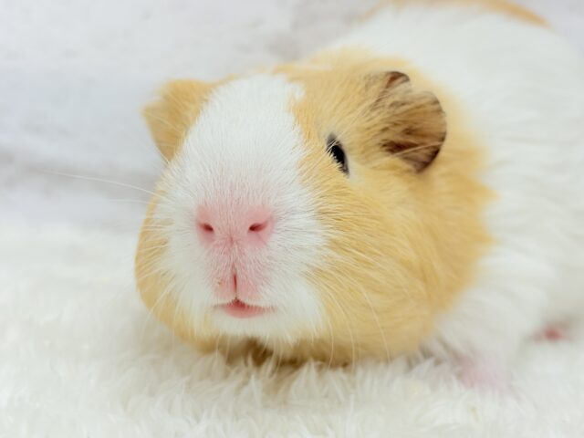 むにむにピンクの口元が可愛すぎ♡♥♡イングリッシュモルモット(男の子)