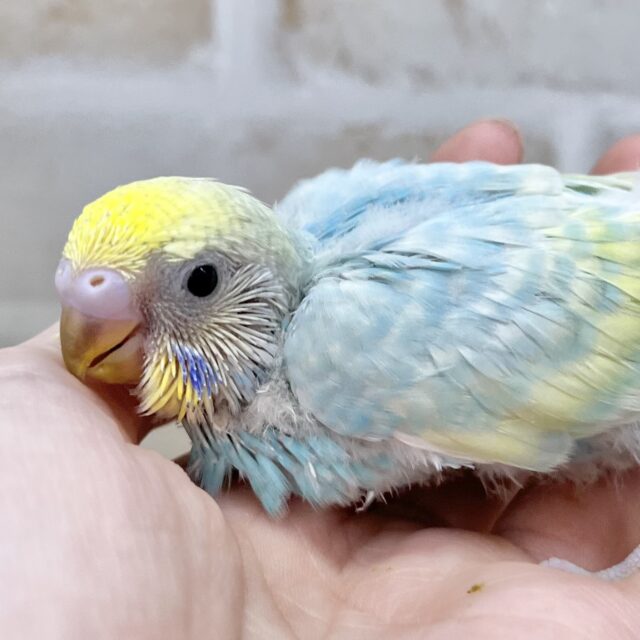 爽やかパステル〜🩵💛　セキセイインコ（パステルレインボースパングル）