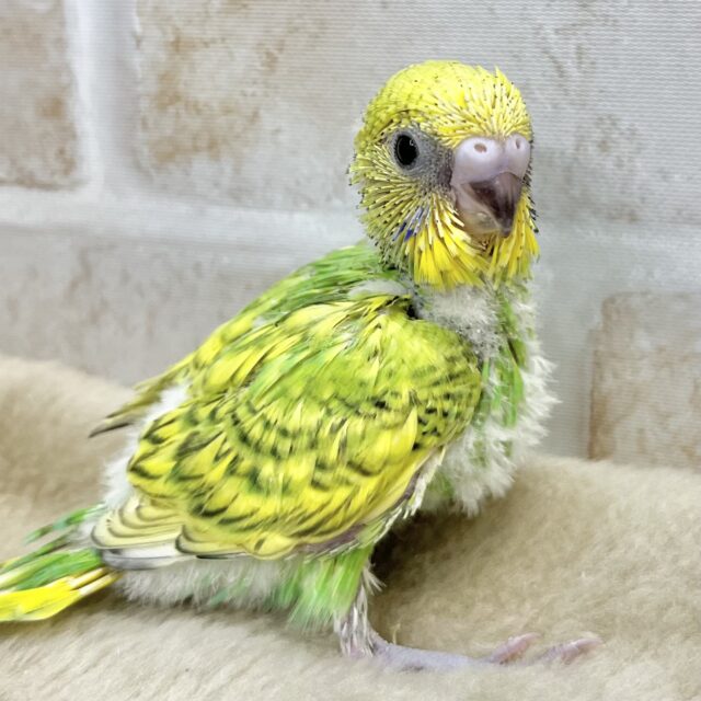 グリーングリーン🌱🌱　セキセイインコ（スパングル）