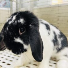 ごましお模様のまんまるちゃん☆　ロップイヤーラビット　2025.5/13撮影