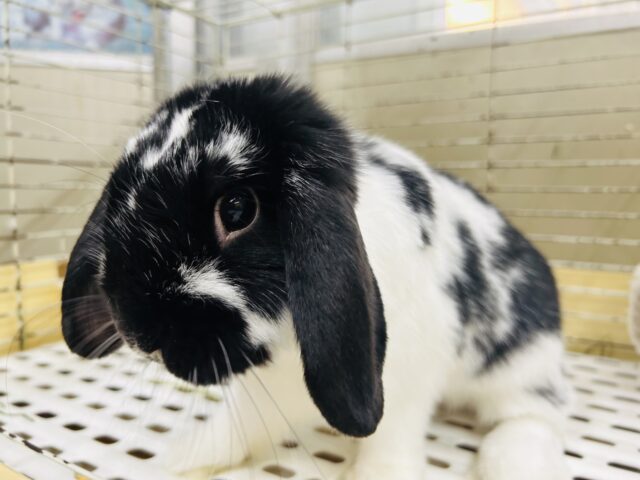 ごましお模様のまんまるちゃん☆　ロップイヤーラビット　2025.5/13撮影