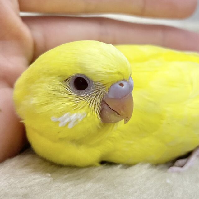 弾けるレモンちゃん🍋💛　セキセイインコ（ルチノー）
