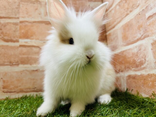 可愛すぎて目ん玉飛び出そうです、、、、👀💗💗💗💗💗　ライオンラビット