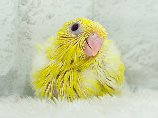 あざと可愛いたんぽぽの天使🐣🌼サザナミインコ(ルチノー) ヒナ